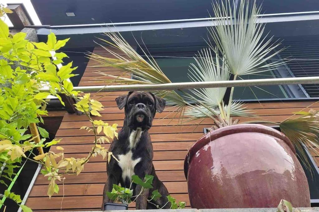 Villa Bootsmann Mit Spektakulaerer Seesicht Nahe Badestrand Vitznau Exterior foto